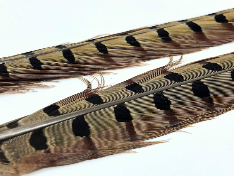 Ringneck Pheasant Tail Feathers